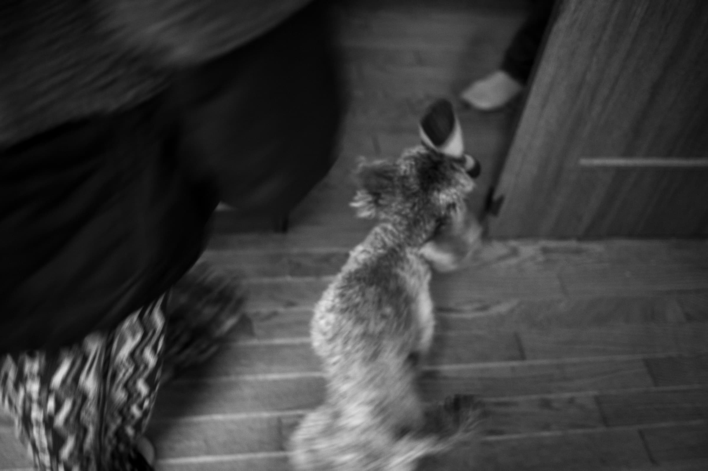 犬乱舞